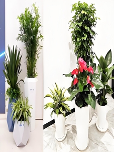 专业绿植租摆，宁波江北的清新之选